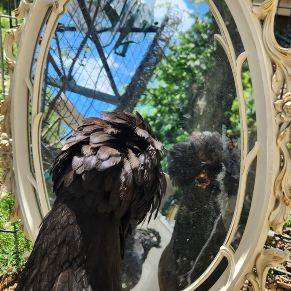 Meet your Posher, Shannon &  her clucker - Picture 4 of 4